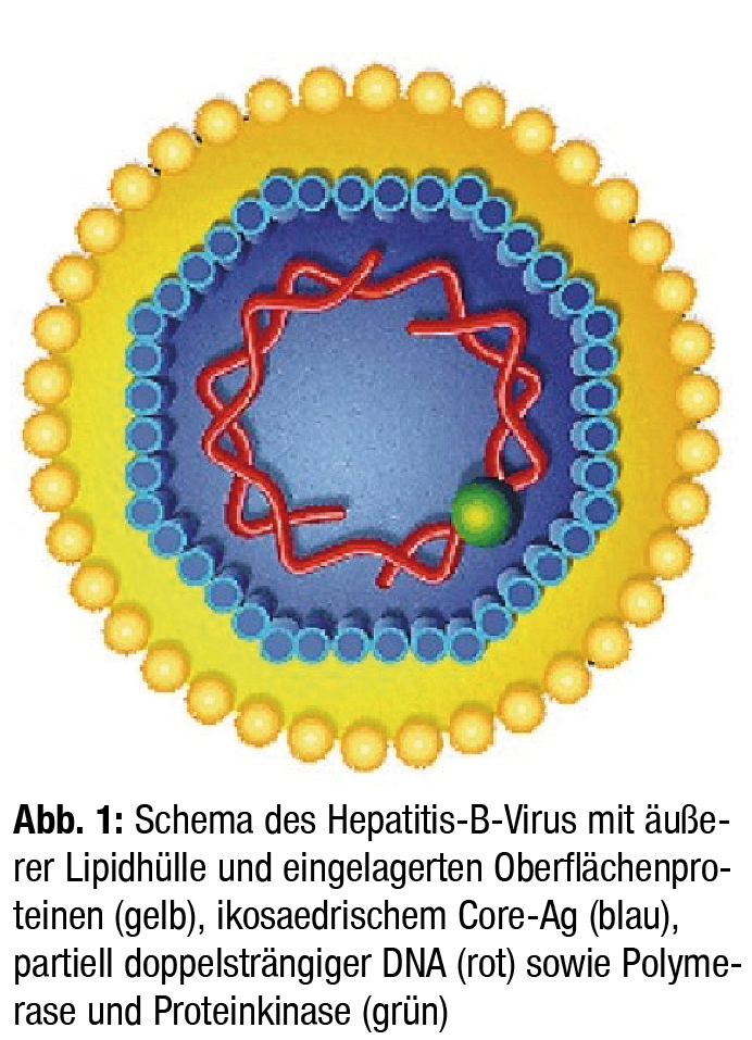 Update Hepatitis B | Die Punkte | MedMedia